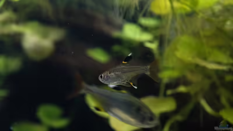 Aquarium Guyana-Länder Südamerika von chris1509 (4)