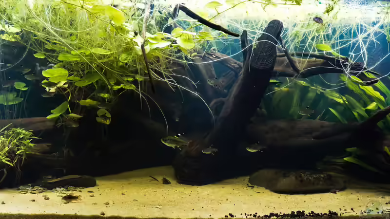 Aquarium Guyana-Länder Südamerika von chris1509 (5)