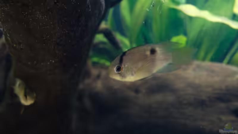 Aquarium Guyana-Länder Südamerika von chris1509 (6)