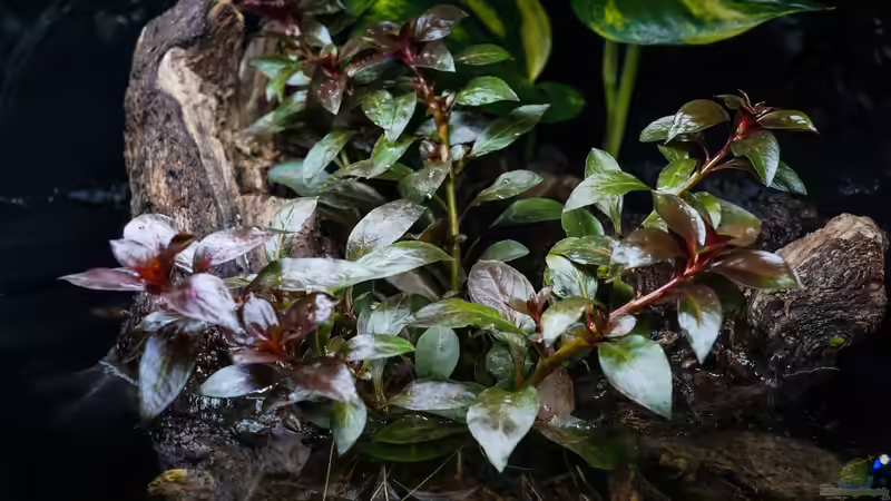 Aquarium Guyana-Länder Südamerika von chris1509 (7)