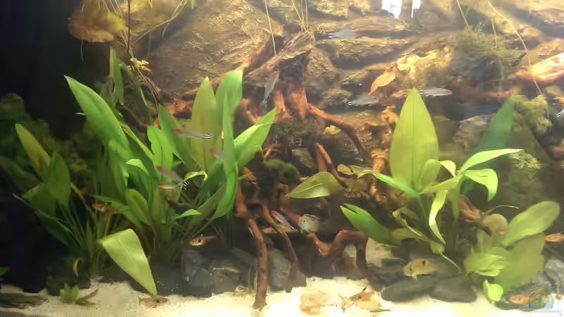 Aquarium Gyuana - Bachlauf von Harry Nemitz (11)