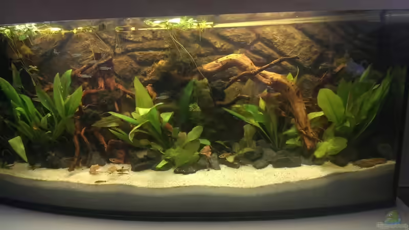 Aquarium Gyuana - Bachlauf von Harry Nemitz (15)