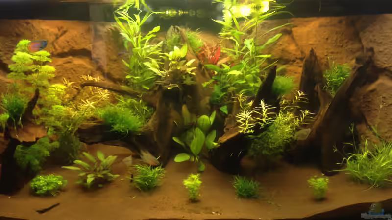 Aquarium Hängendes Eckaquarium von ronnsch (2)