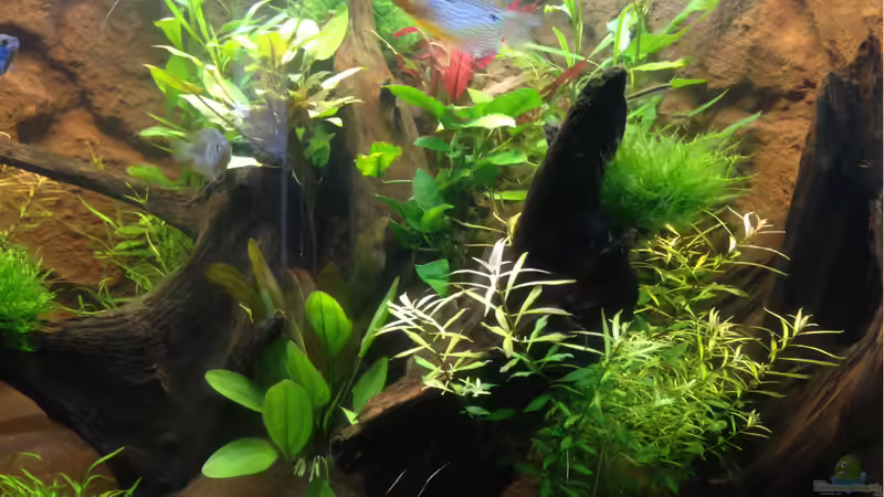 Aquarium Hängendes Eckaquarium von ronnsch (3)