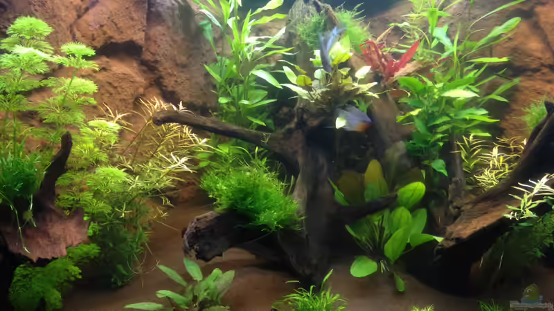 Aquarium Hängendes Eckaquarium von ronnsch (5)
