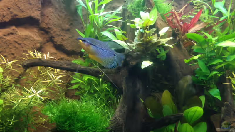 Aquarium Hängendes Eckaquarium von ronnsch (6)