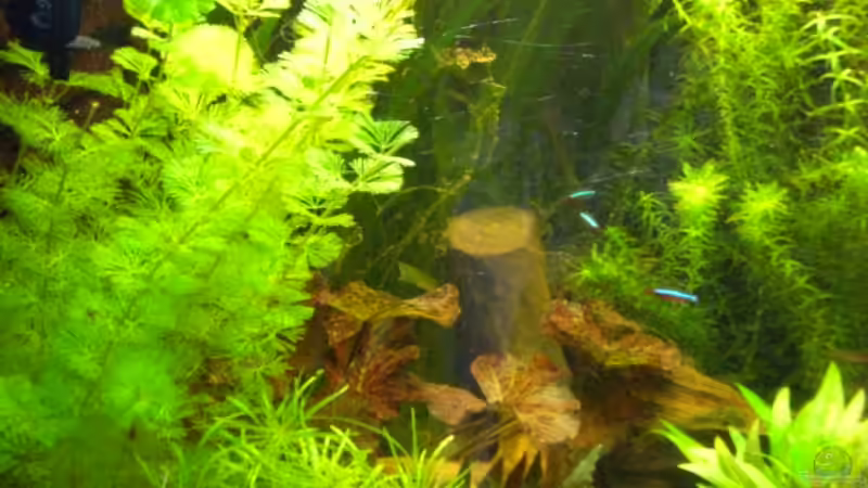 Aquarium Hagisworld von Matthias Hage (4)