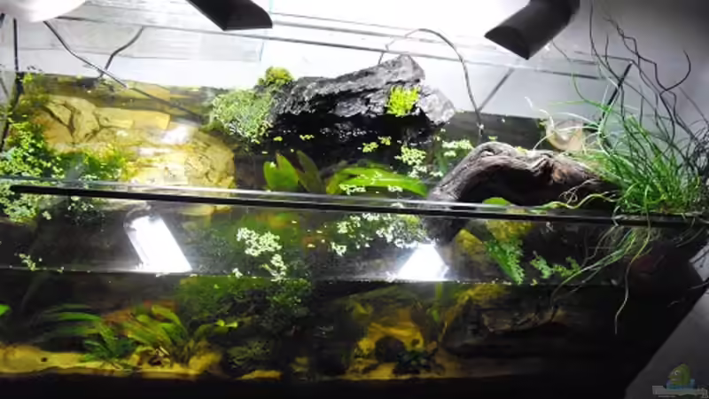 Aquarium Halbvoll oder halbleer? von Yvonne Storms (2)