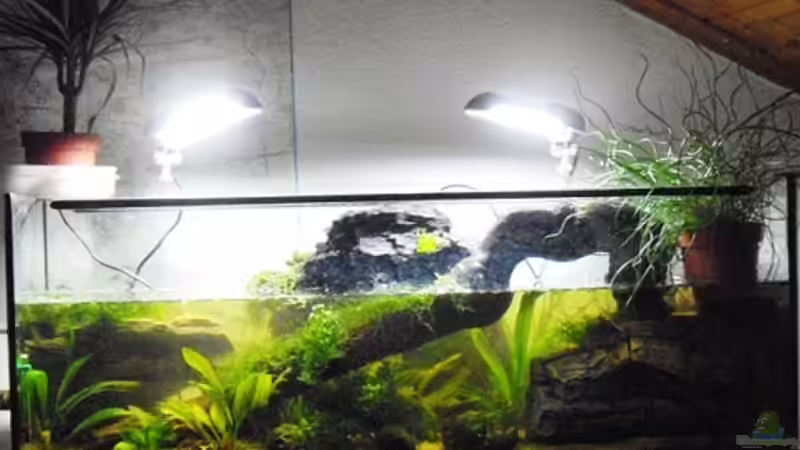 Aquarium Halbvoll oder halbleer? von Yvonne Storms (3)