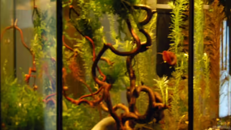 Aquarium Haselnuss goes Aquarium von Julia (2)