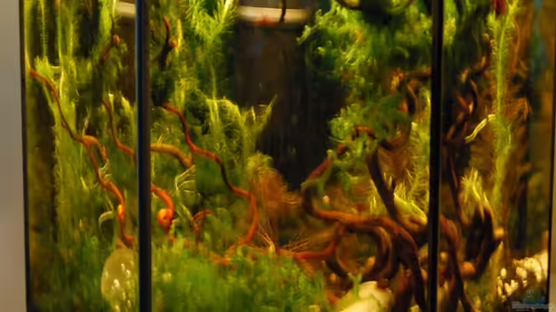 Aquarium Haselnuss goes Aquarium von Julia (3)