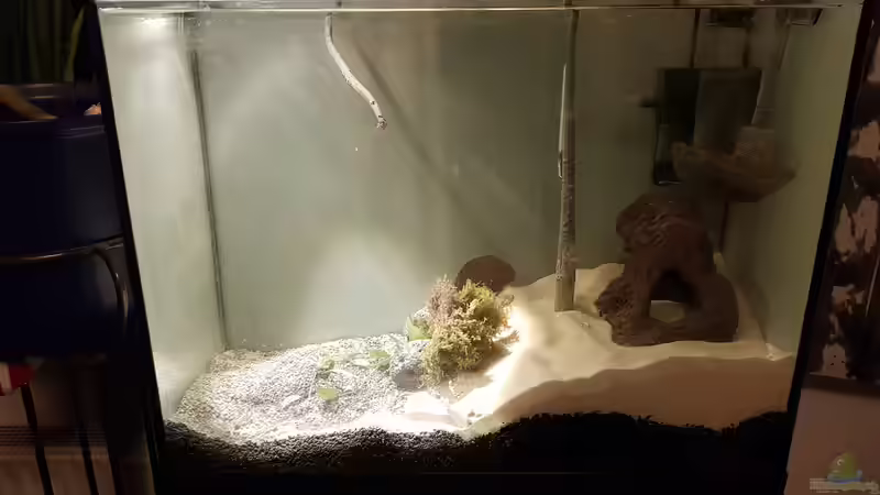 Aquarium Haster Bergbracke von Ralleplus FARA (2)