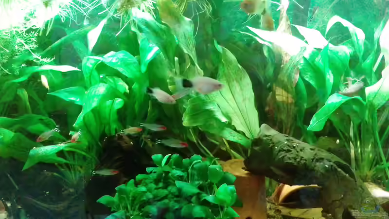 Aquarium Hauptansicht  von Daggi Mittag (1)