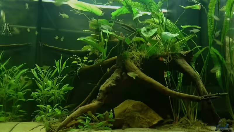 Aquarium Hauptansicht 