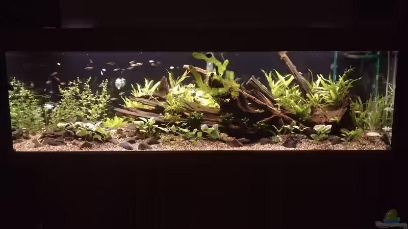 Aquarium Hauptansicht am 08.11.2021 von Mangrove im Bachlauf von C-NA (14)