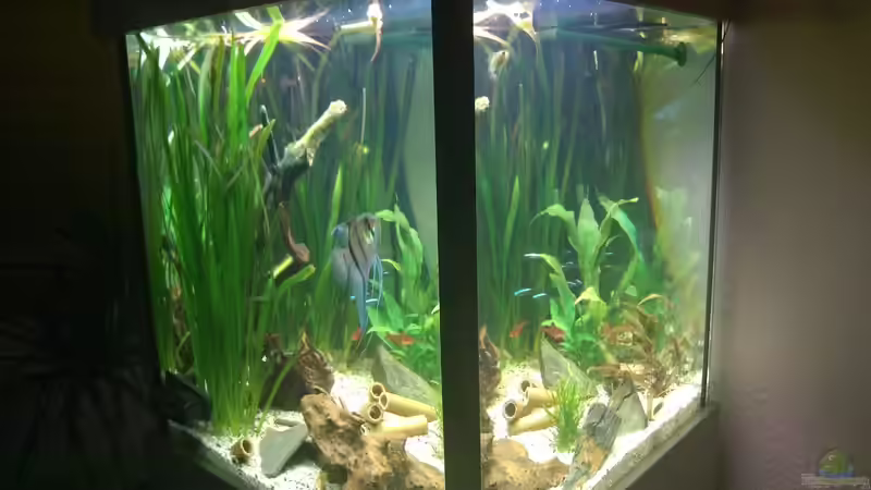 Aquarium Hauptansicht vom Südamerikawürfelchen