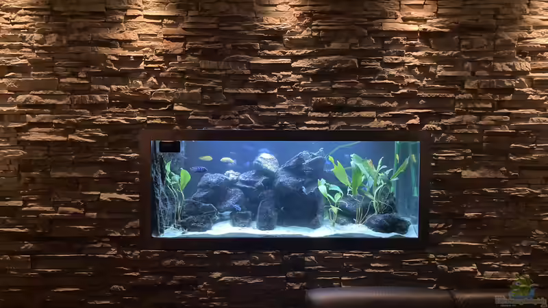 Aquarium Hauptansicht vom Wohnzimmer ( Durchsichtbecken ) von Alex 75 (1)