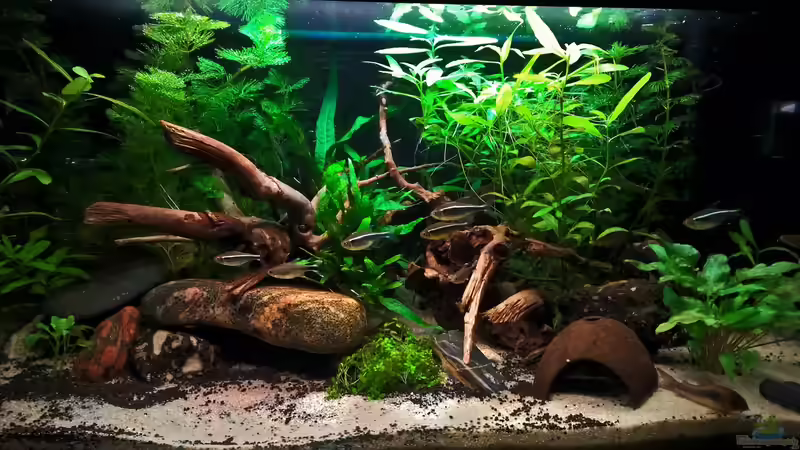 Aquarium Hauptansicht von ~ Kakadus river ~ von Martin L. (1)