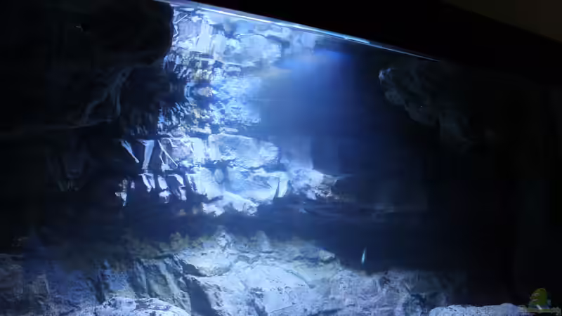 Aquarium Hauptansicht von -Malawisee in Köln- von Thomas B. (1)