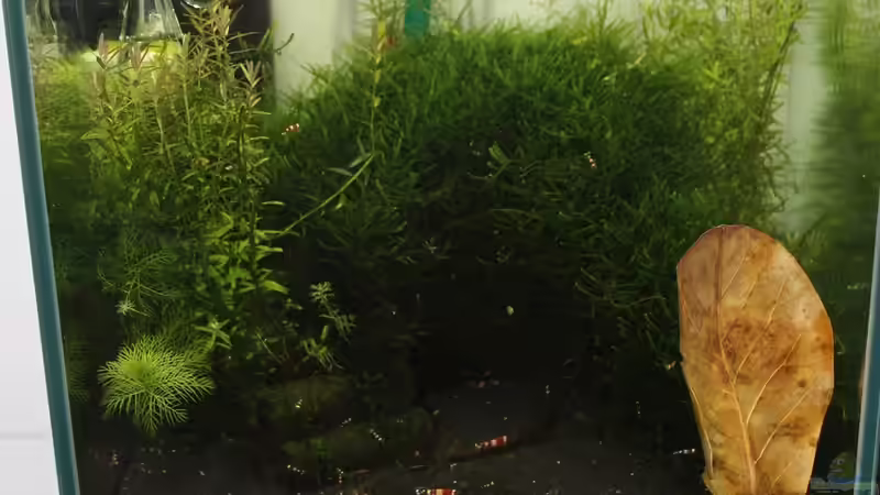 Aquarium Hauptansicht von 1. Versuch Nano Cube von Ralf Kottmeier (1)