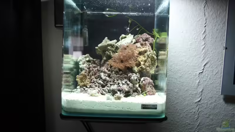 Aquarium Hauptansicht von 10L Nanoriff von Stalker (1)