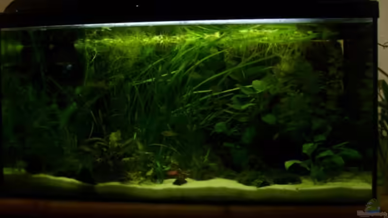 Aquarium Hauptansicht von 112 Liter Südamerika von Vanessa Hansen (1)