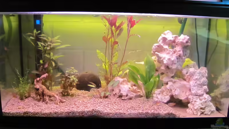 Aquarium Hauptansicht von 120 Liter Roter von Rio von Patrick S. (1)