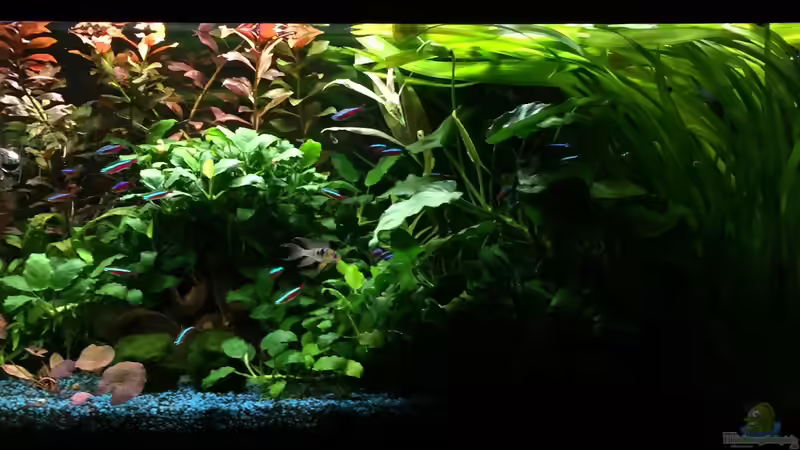 Aquarium Hauptansicht von 125l-Gesellschaftsbecken von Yasmine (1)