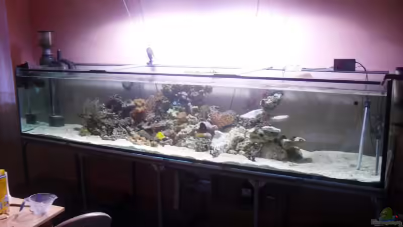 Aquarium Hauptansicht von 1260 Liter Meeresaquarium von Michael Schulze (1)