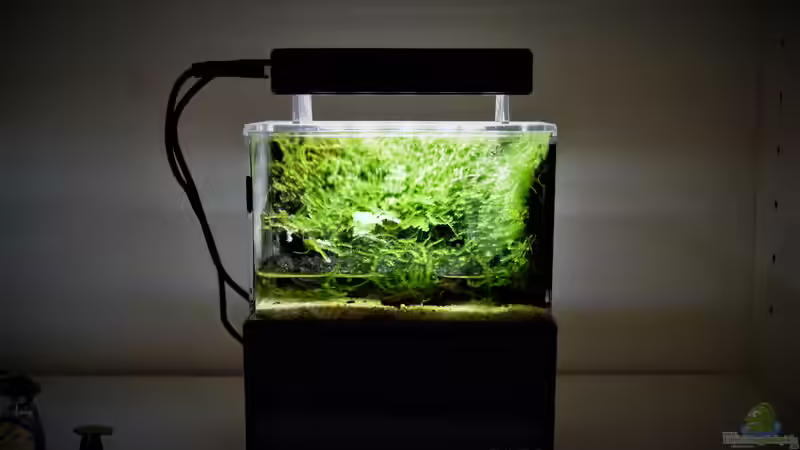 Aquarium Hauptansicht von 13 x 7,5 x 8 cm aufgelöst von Junglist (1)