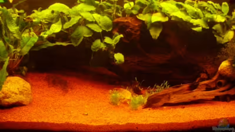 Aquarium Hauptansicht von 160 Liter Becken von Greedo (1)