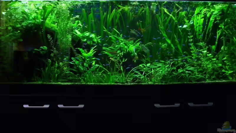 Aquarium Hauptansicht von 160cm