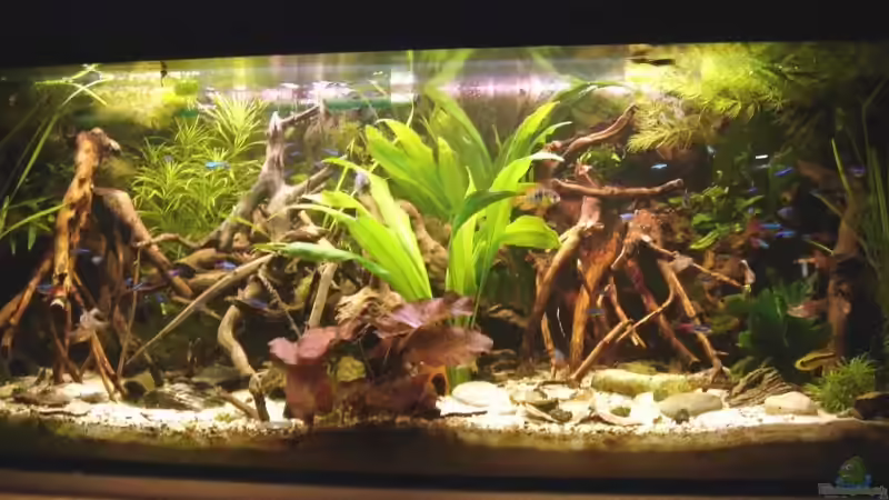 Aquarium Hauptansicht von 160l Südamerika (AQ existiert nicht mehr)