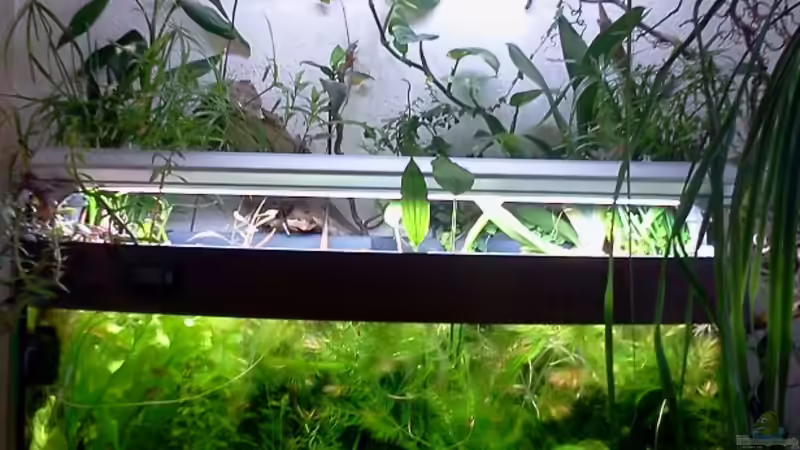 Aquarium Hauptansicht von 180 Liter Juwel Perlhuhnbecken von Tommarlon (1)