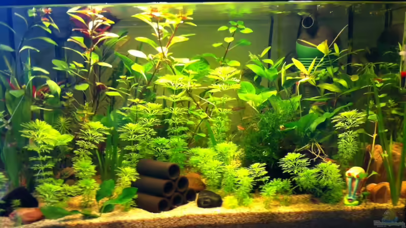 Aquarium Hauptansicht von 2. Becken