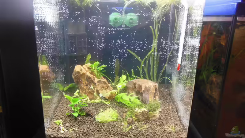 Aquarium Hauptansicht von 2. Versuch