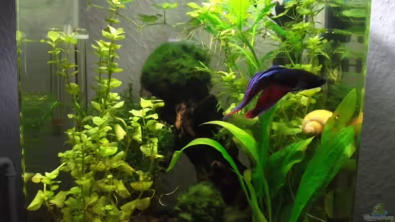 Aquarium Hauptansicht von 20 L Dennerle Nano Cube von z0oL (1)