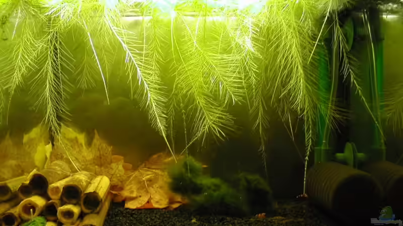 Aquarium Hauptansicht von 20 Liter Bienen Becken von Matthias (1)