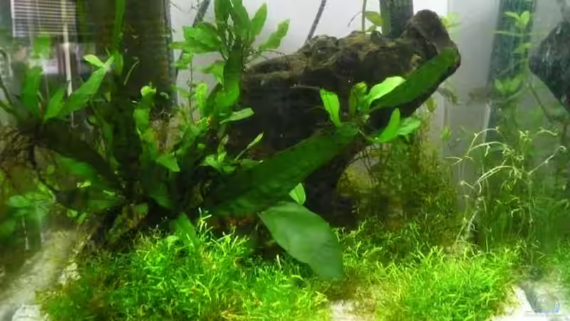 Aquarium Hauptansicht von 20 Liter Nano Cube