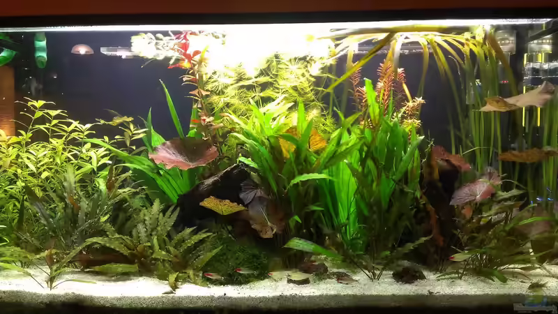 Aquarium Hauptansicht von 200er von Pflanzenfreund (1)