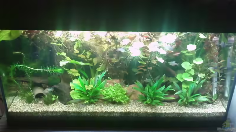 Aquarium Hauptansicht von 200l-Americana von puschel78 (1)