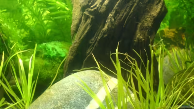 Aquarium Hauptansicht von 20l-sakura