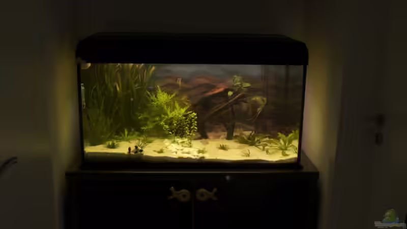 Aquarium Hauptansicht von 250 l Gesellschaft von Nadinsche (1)