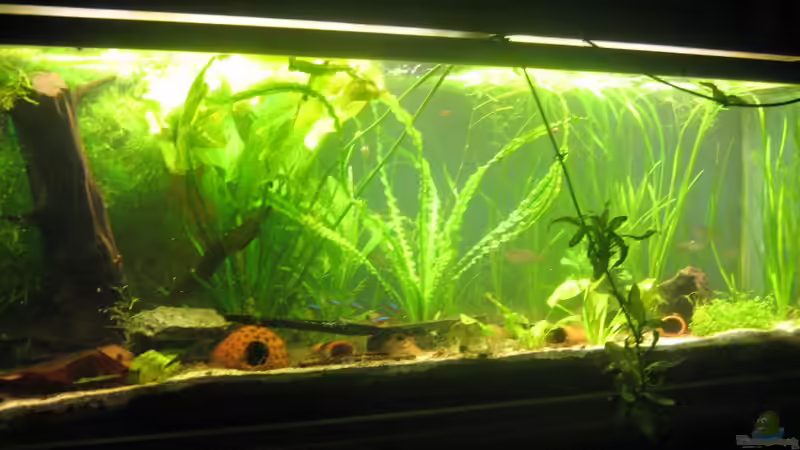 Aquarium Hauptansicht von 250l im Wohnzimmer