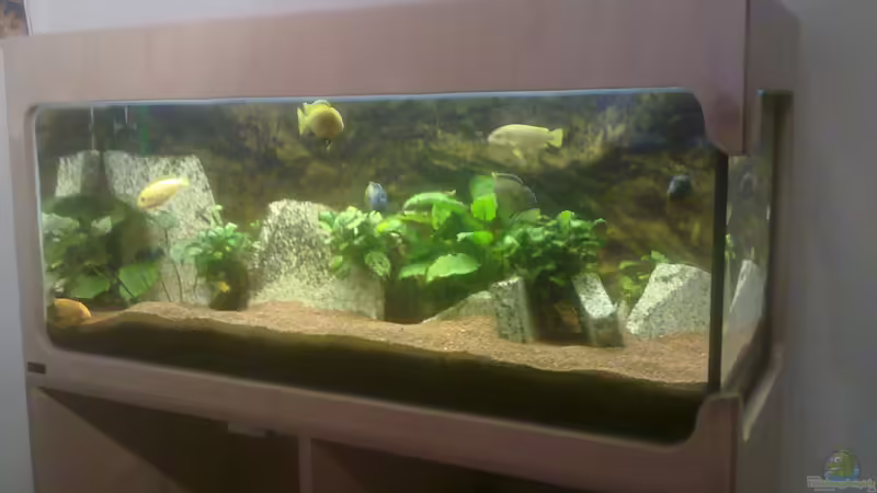 Aquarium Hauptansicht von 300er Eigenbau von Fischer vom Bodensee (1)