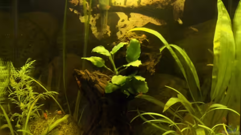 Aquarium Hauptansicht von 32 l Asiabecken von Nadinsche (1)