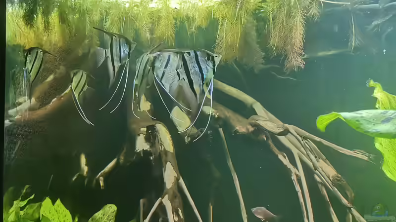 Aquarium Hauptansicht von 350 liter Rio nanay Skalare und Welse Aquarium Hauptansicht von 350 liter Rio nanay Skalare und Welse