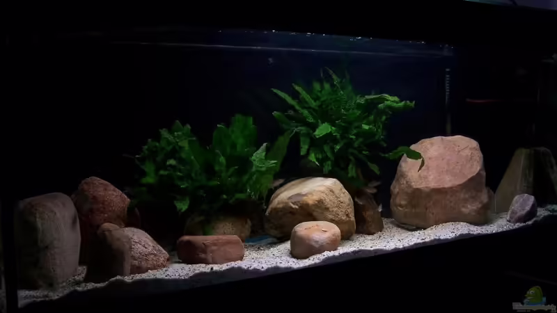 Aquarium Hauptansicht von 360 Liter Tanganjika von Maik83 (1)