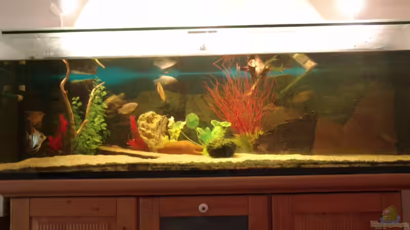 Aquarium Hauptansicht von 375 L von Philipp XXxX (1)