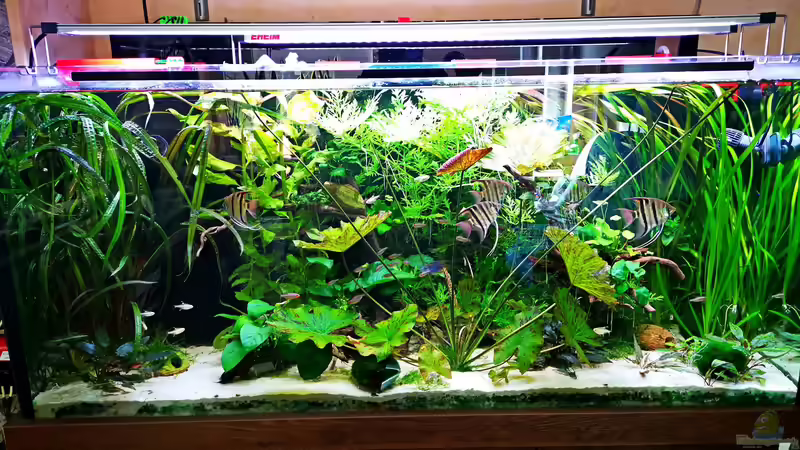 Aquarium Hauptansicht von 390l für Skalare und Brombeersalmler von Justin Xiang (1)